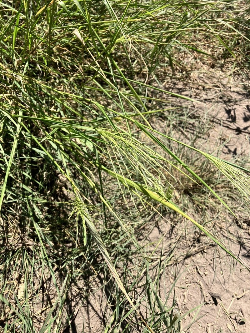 Judd's Grass photo 4