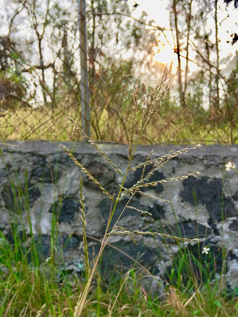 Judd's Grass photo 5