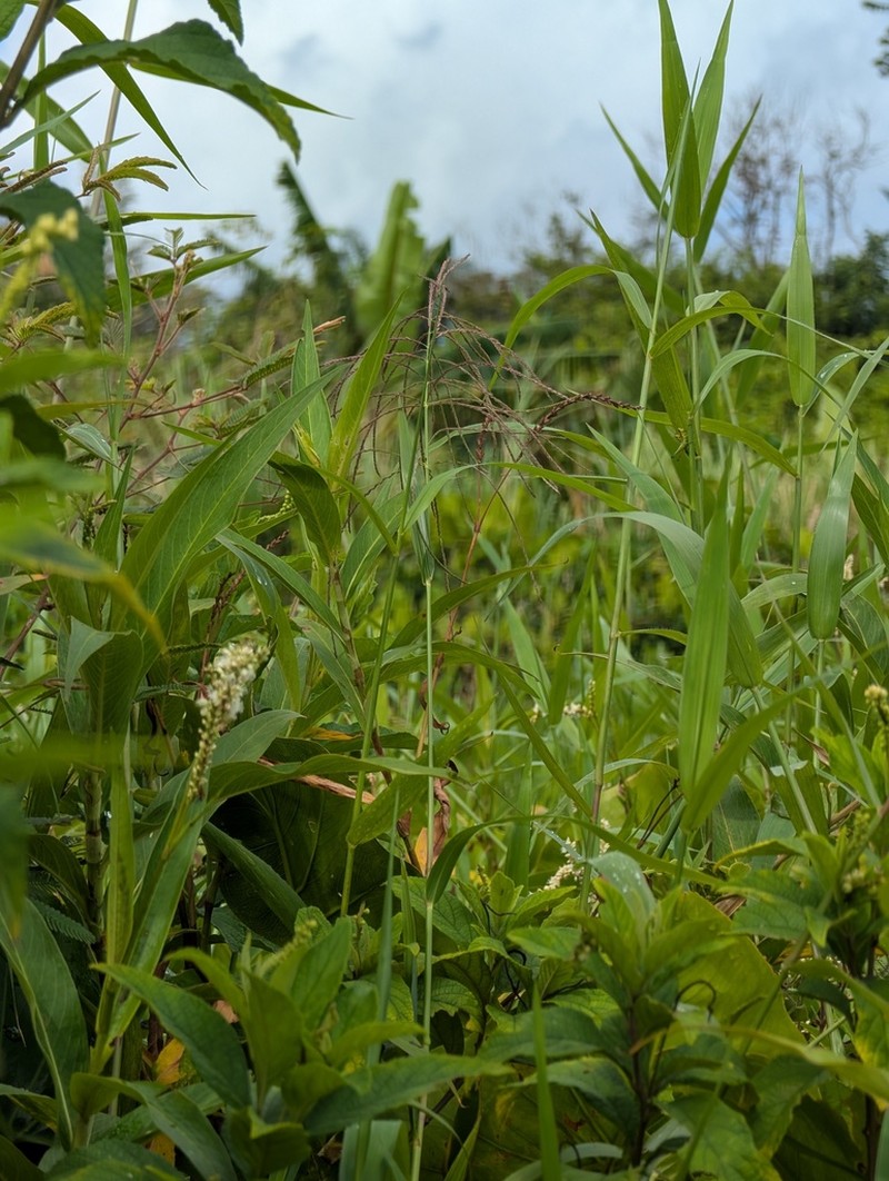 Judd's Grass photo 6