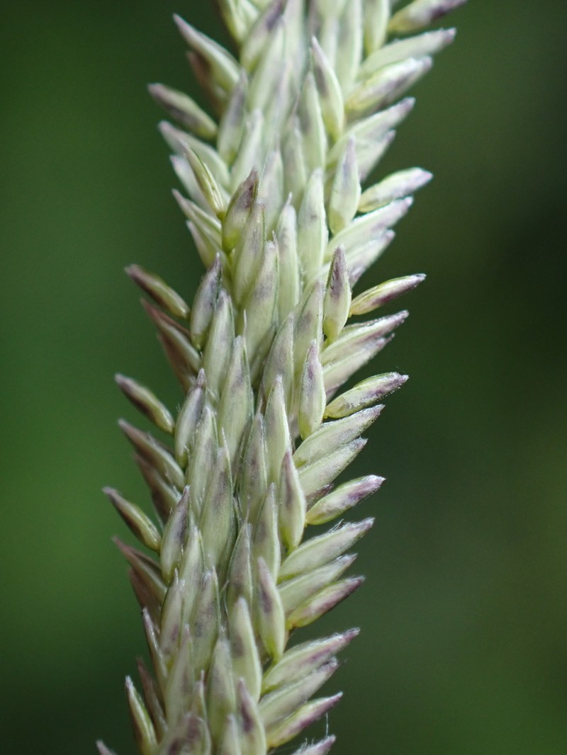 Judd's Grass photo 7