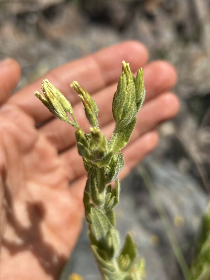 Leptoclinium trichotomum