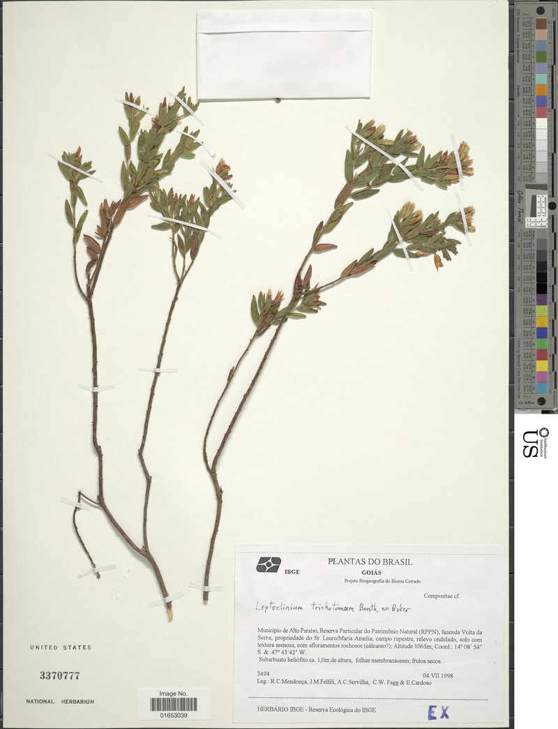 Leptoclinium trichotomum photo 3