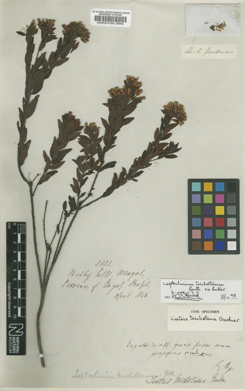 Leptoclinium trichotomum photo 4