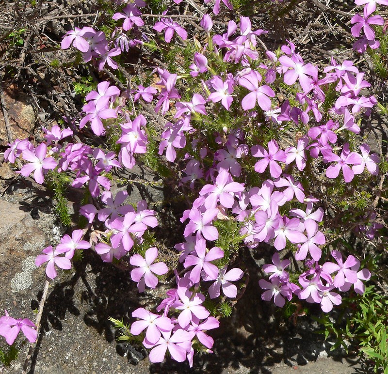 California Prickly Phlox