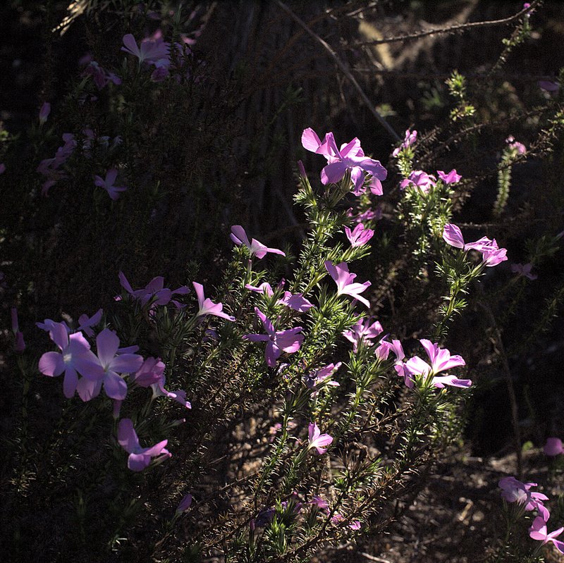 California Prickly Phlox photo 2