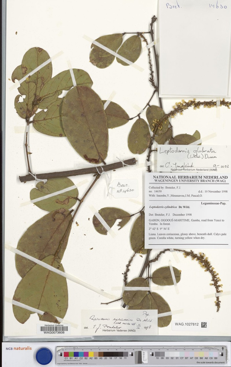 Leptoderris gabonica