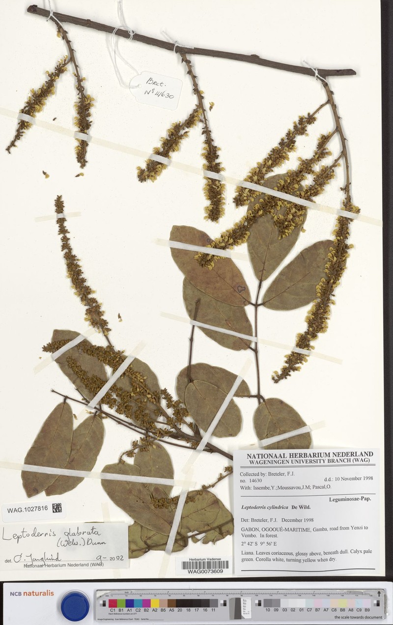 Leptoderris gabonica photo 2