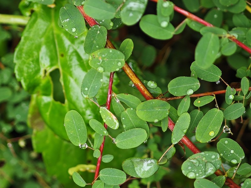 Leptodesmia microphylla