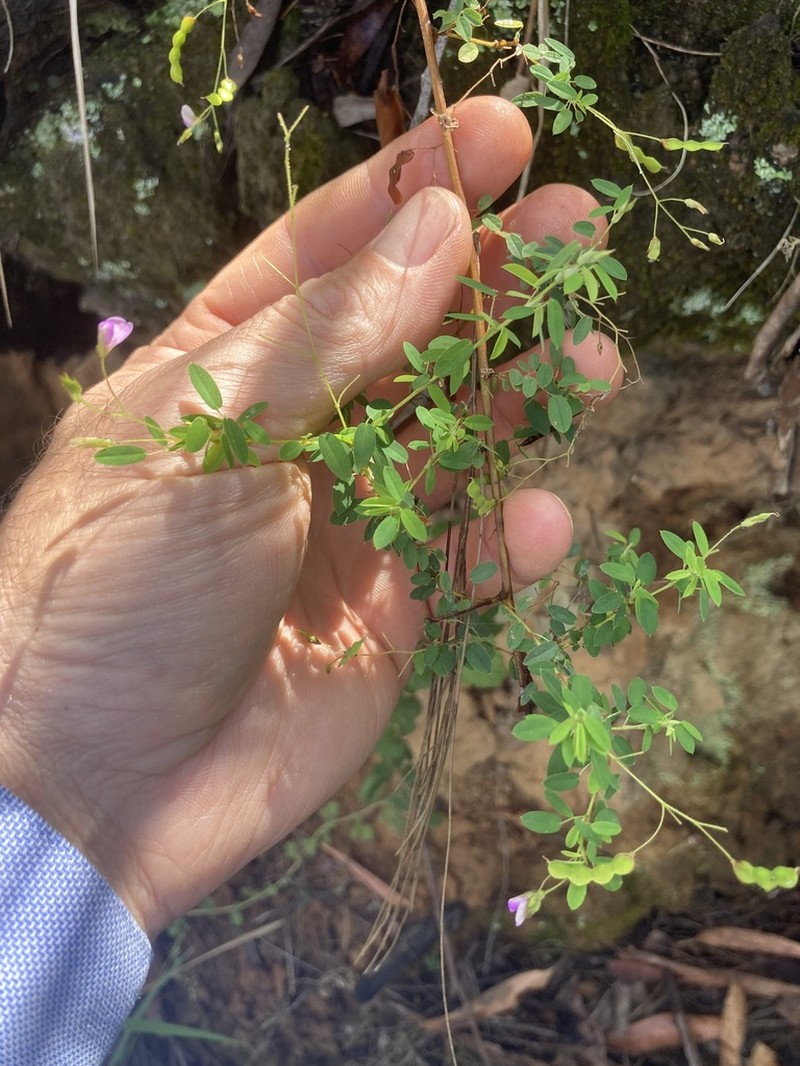 Leptodesmia microphylla photo 2