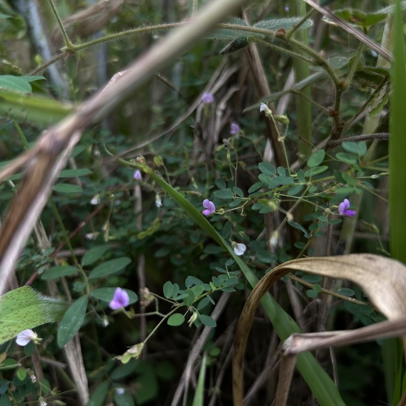Leptodesmia microphylla photo 3