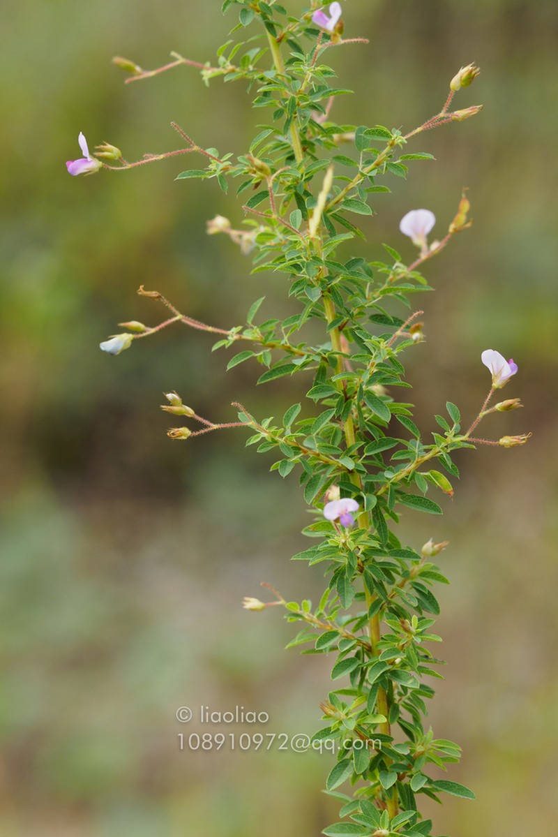 Leptodesmia microphylla photo 4
