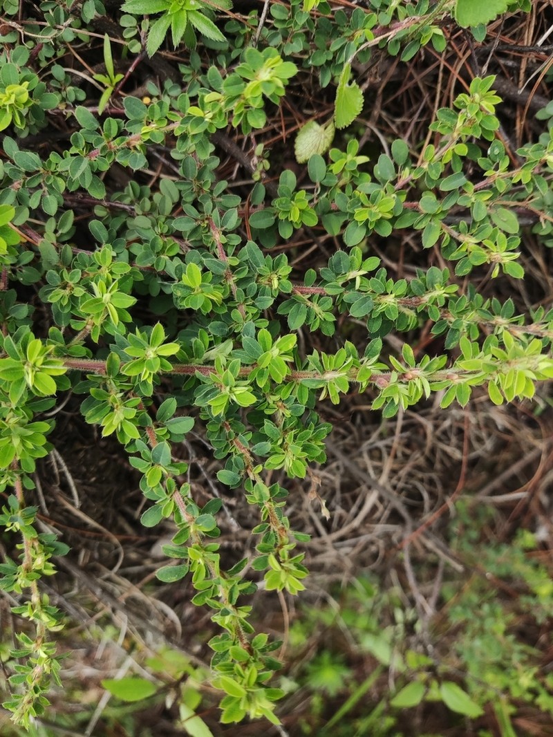 Leptodesmia microphylla photo 5