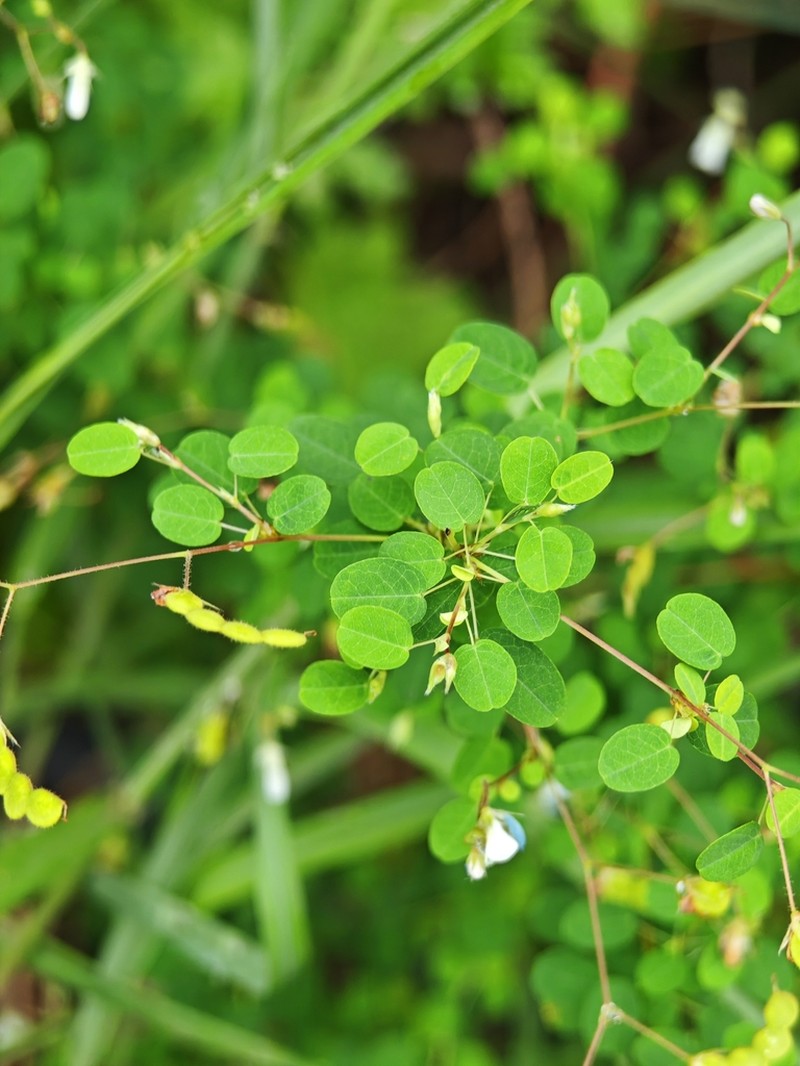 Leptodesmia microphylla photo 6
