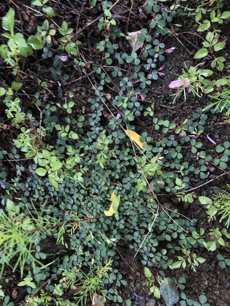 Leptodesmia microphylla photo 7
