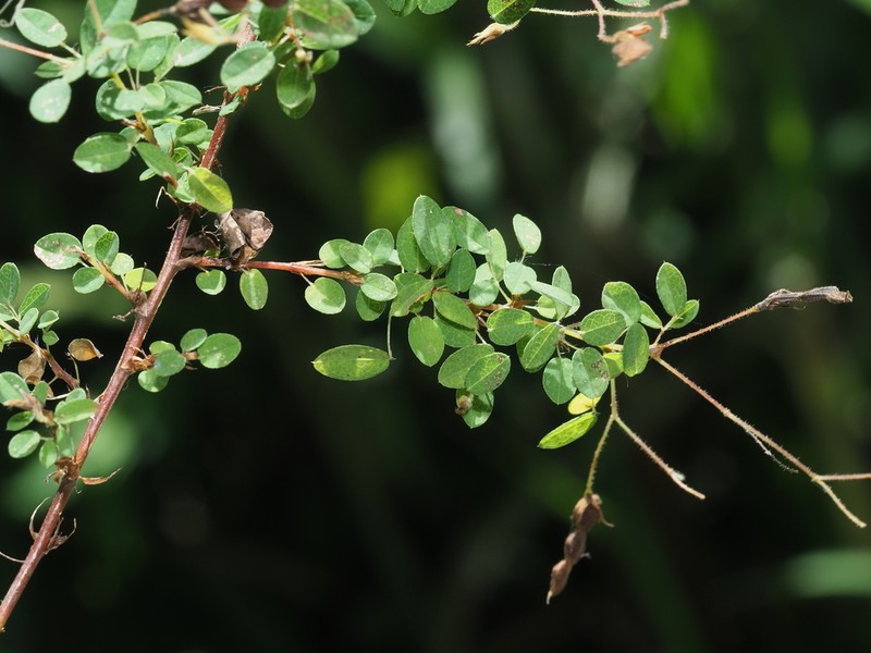 Leptodesmia microphylla photo 8