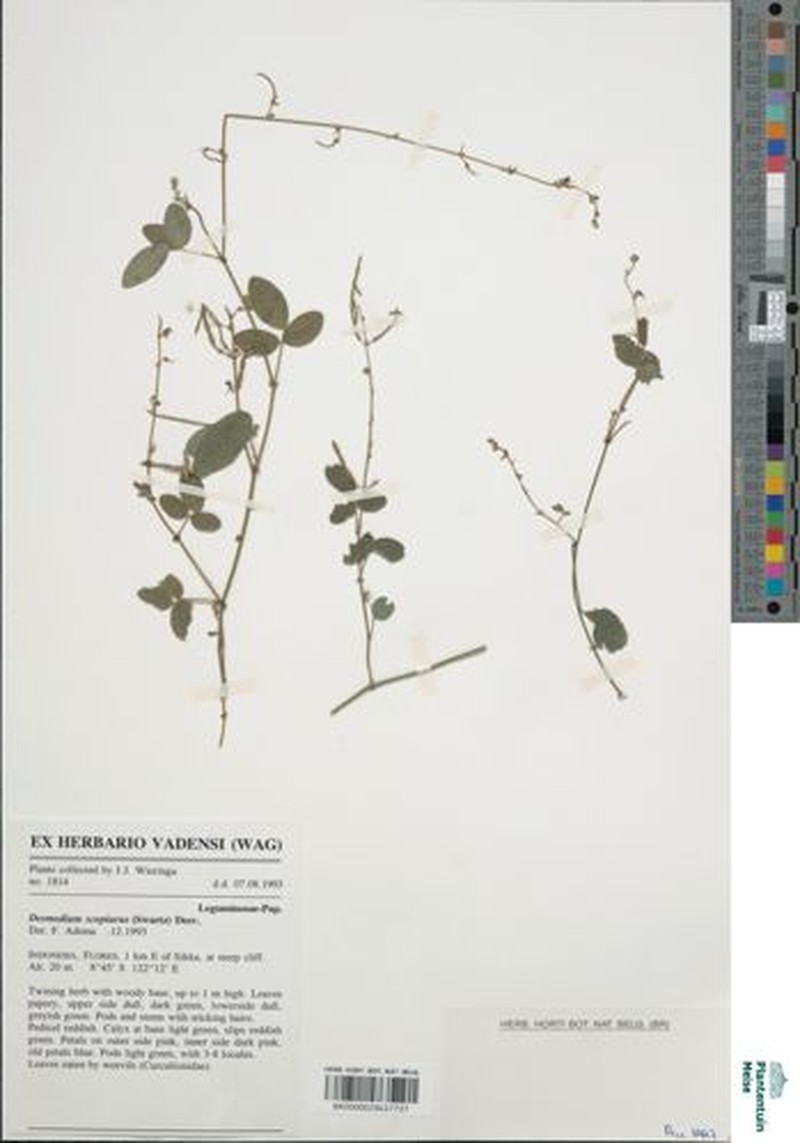 Leptodesmia microphylla var. microphylla