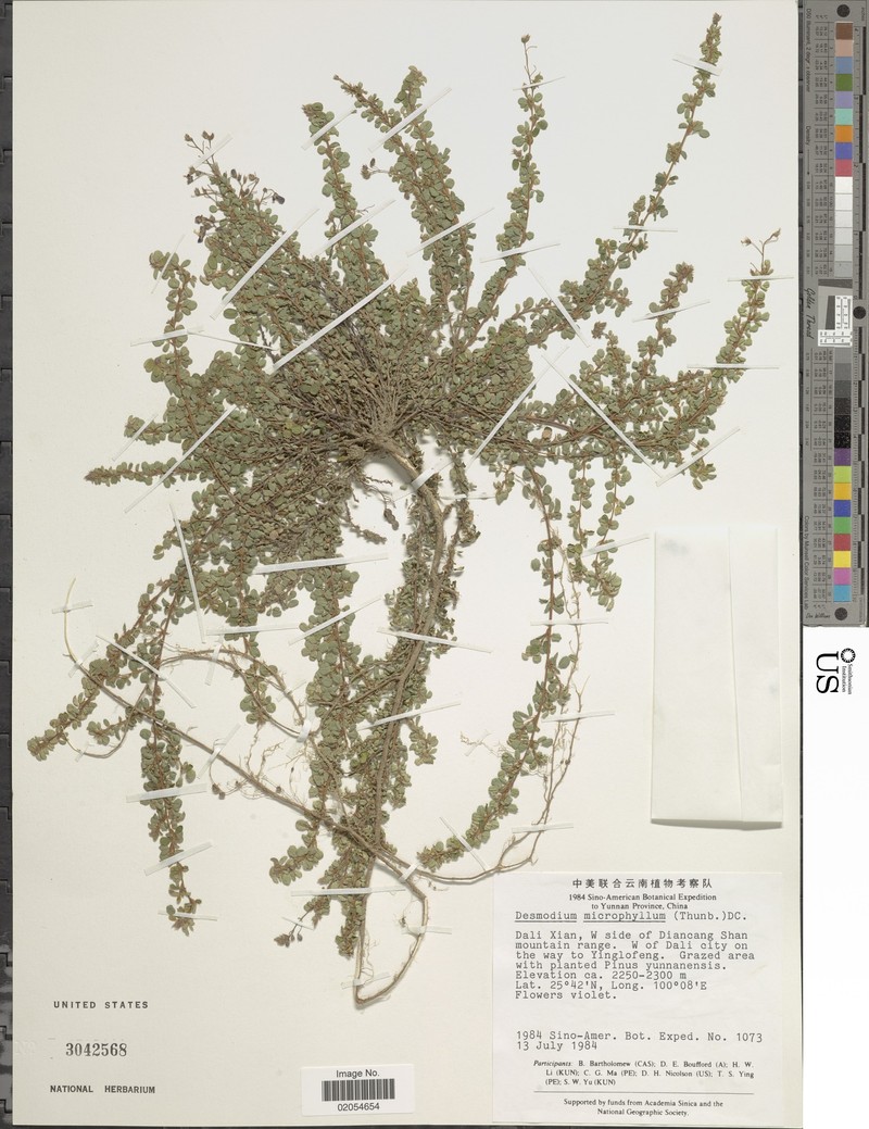 Leptodesmia microphylla var. microphylla photo 2