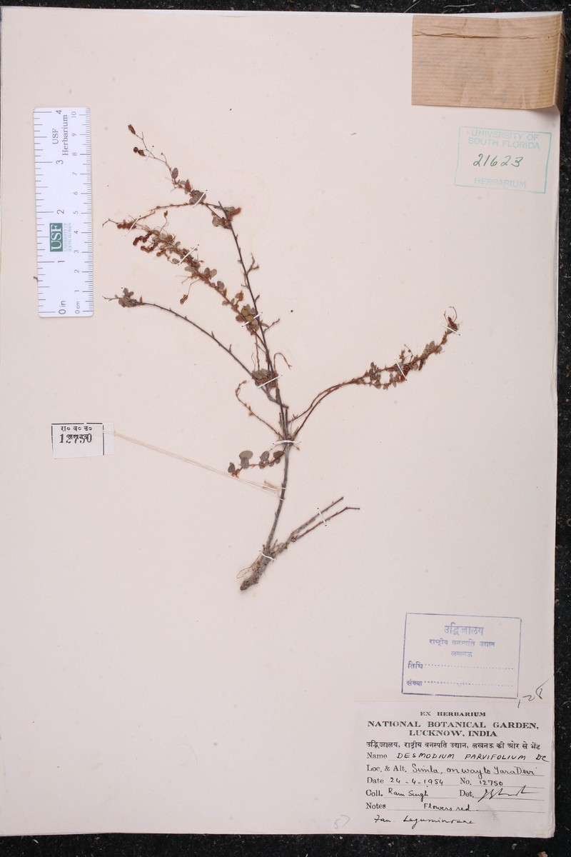 Leptodesmia microphylla var. microphylla photo 3
