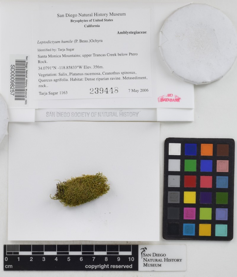 Leptodictyum Moss photo 6