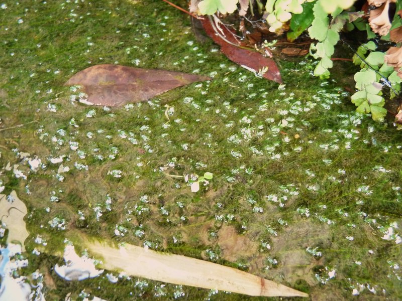 Streamside Leptodictyum Moss