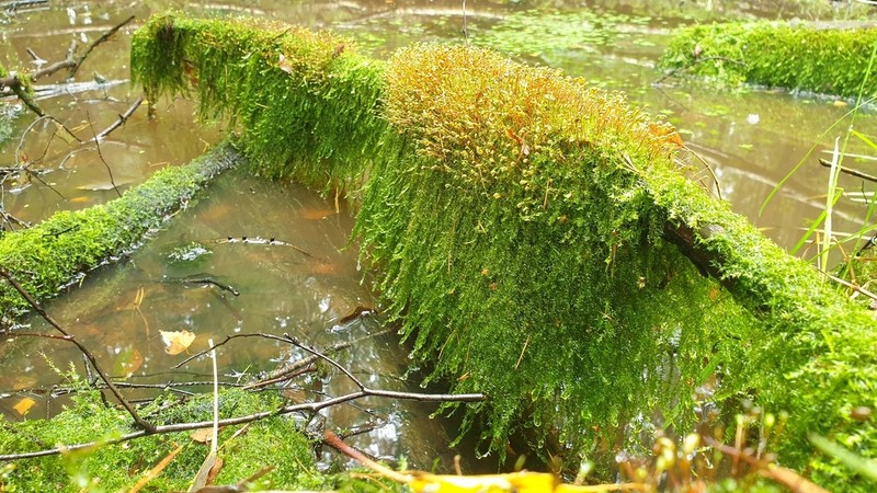 Streamside Leptodictyum Moss