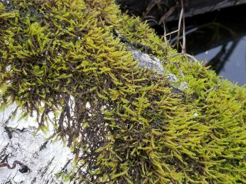 Streamside Leptodictyum Moss photo 2