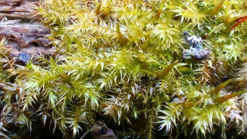 Streamside Leptodictyum Moss photo 3