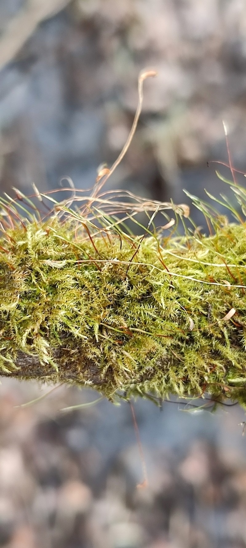 Streamside Leptodictyum Moss photo 4