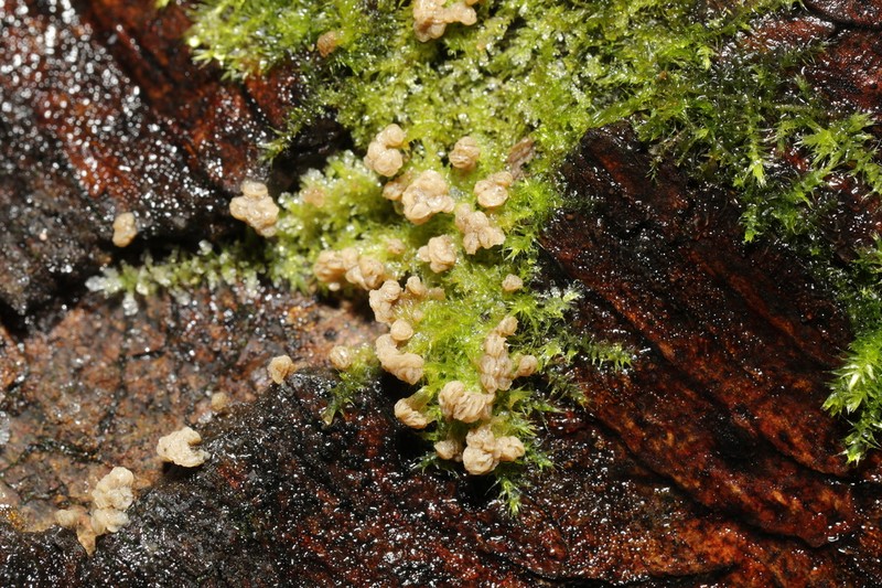 Streamside Leptodictyum Moss photo 5