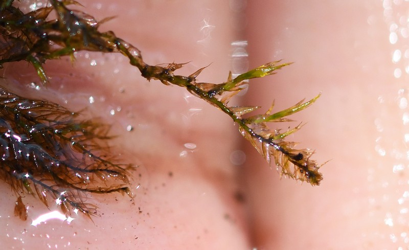 Streamside Leptodictyum Moss photo 6