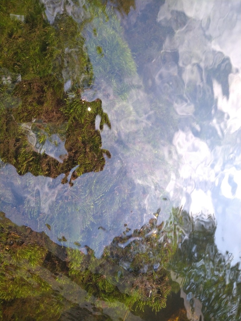 Streamside Leptodictyum Moss photo 7