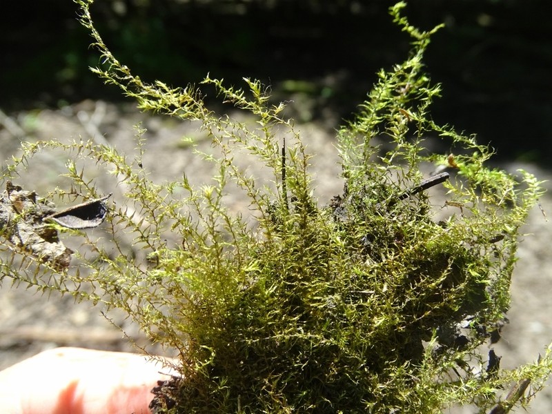 Streamside Leptodictyum Moss photo 8