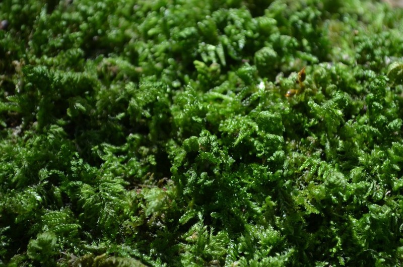 Smith'S Leptodon Moss