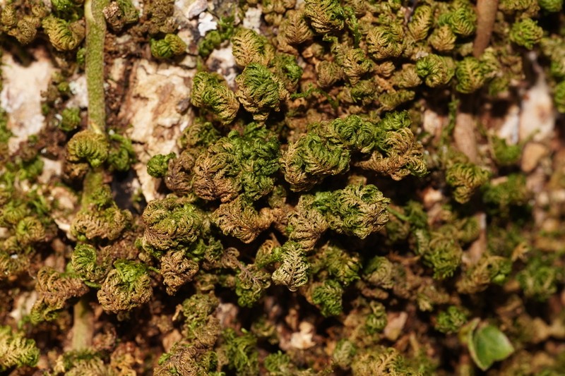 Smith'S Leptodon Moss photo 2