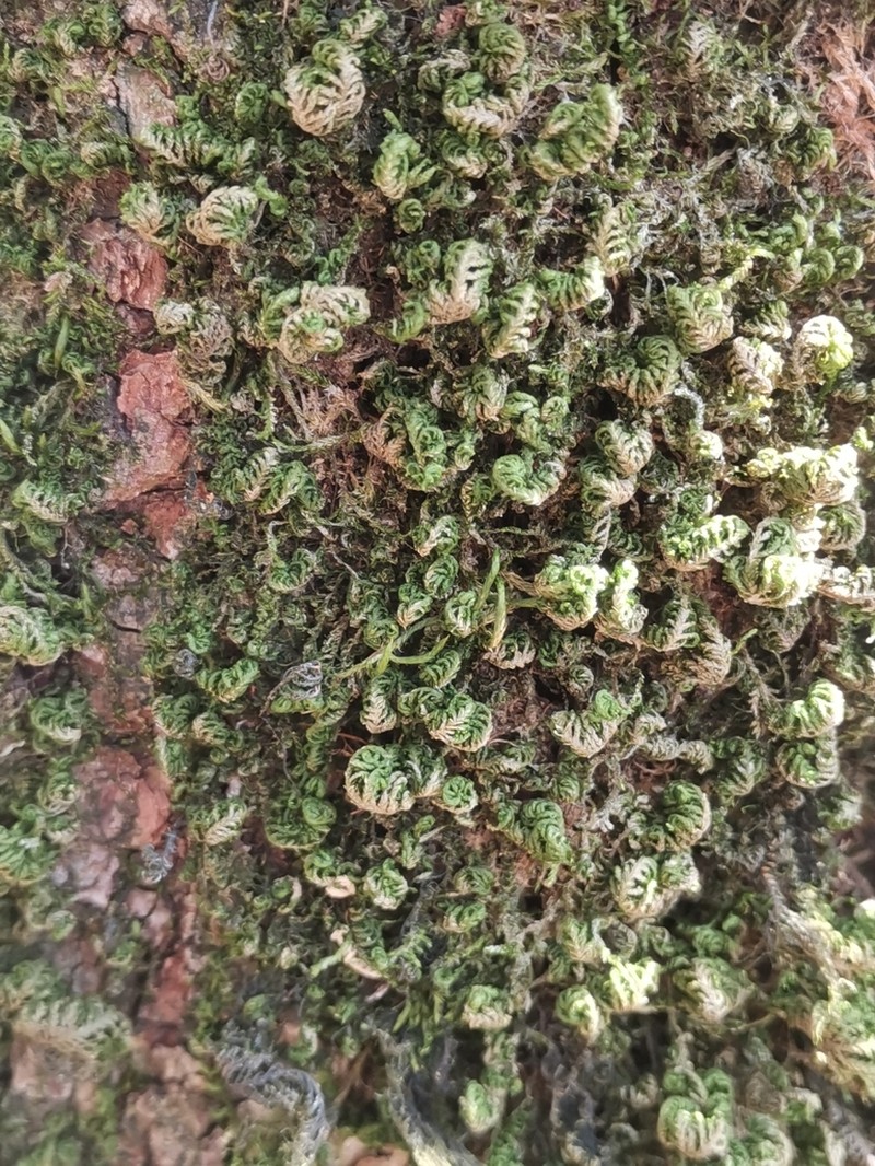 Smith'S Leptodon Moss photo 3