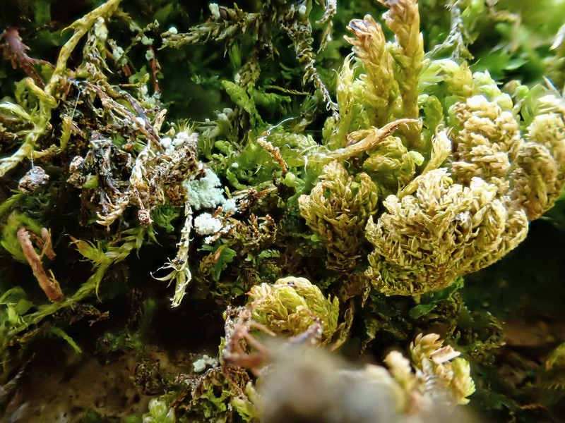 Smith'S Leptodon Moss photo 4