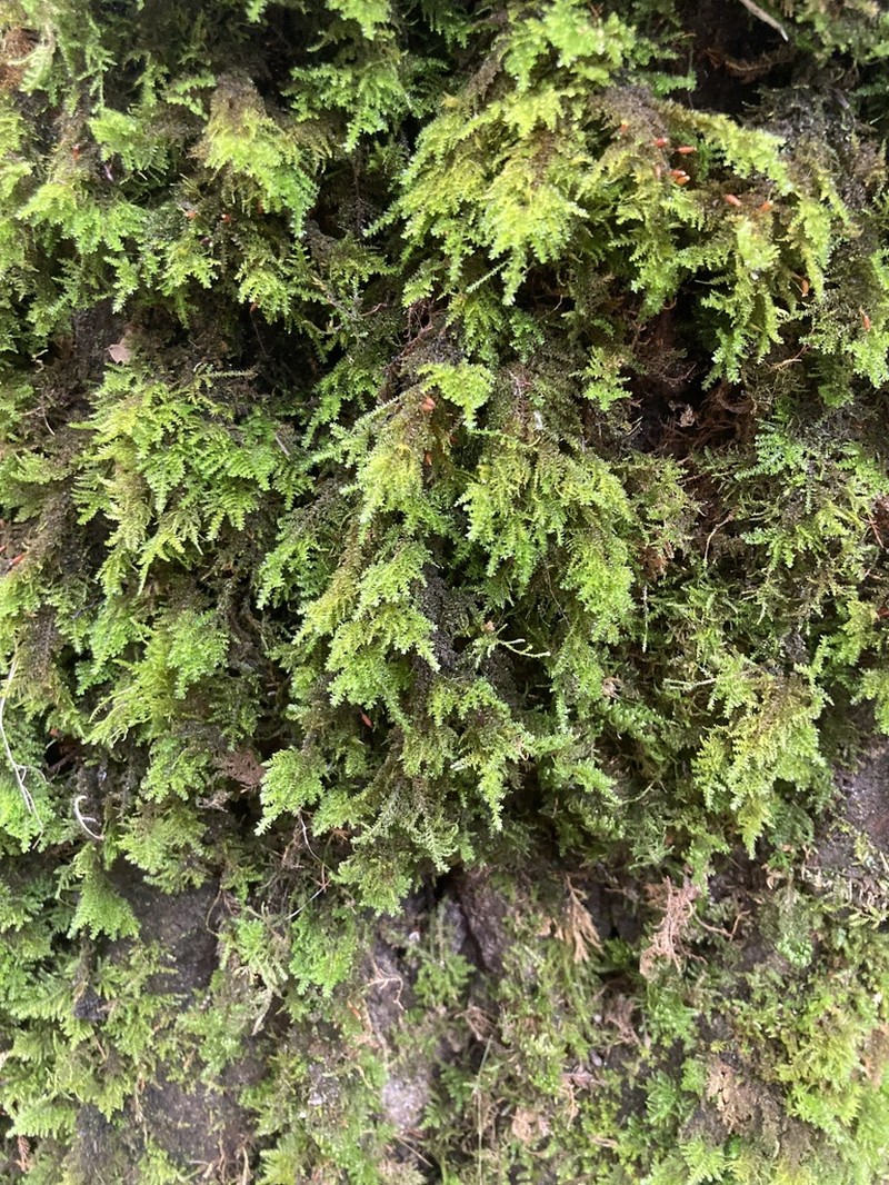 Smith'S Leptodon Moss photo 5