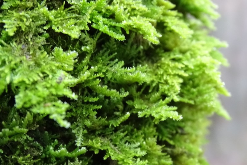 Smith'S Leptodon Moss photo 7