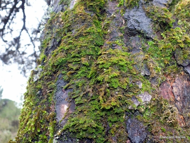 Smith'S Leptodon Moss photo 8