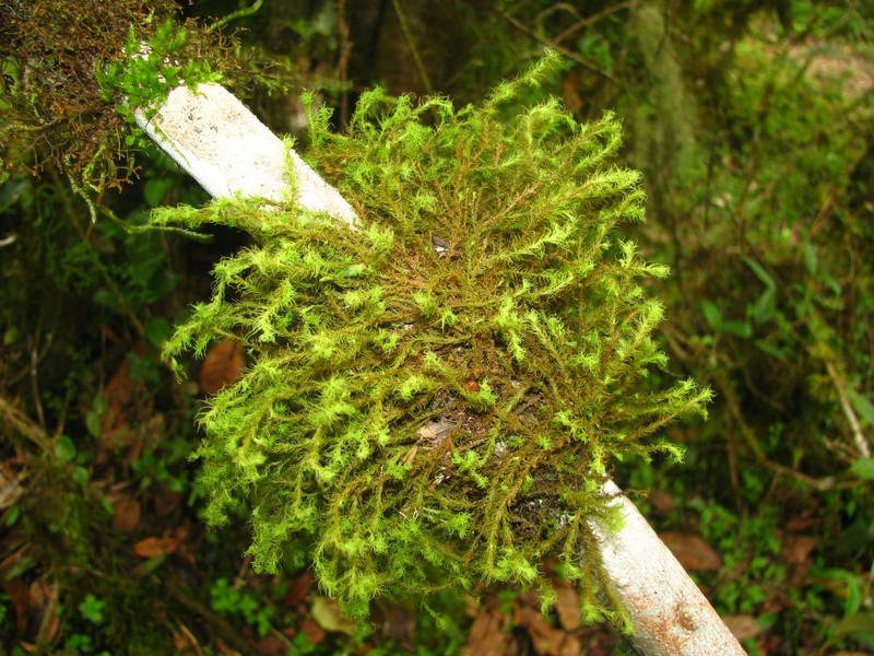 Leptodontium Moss photo 2