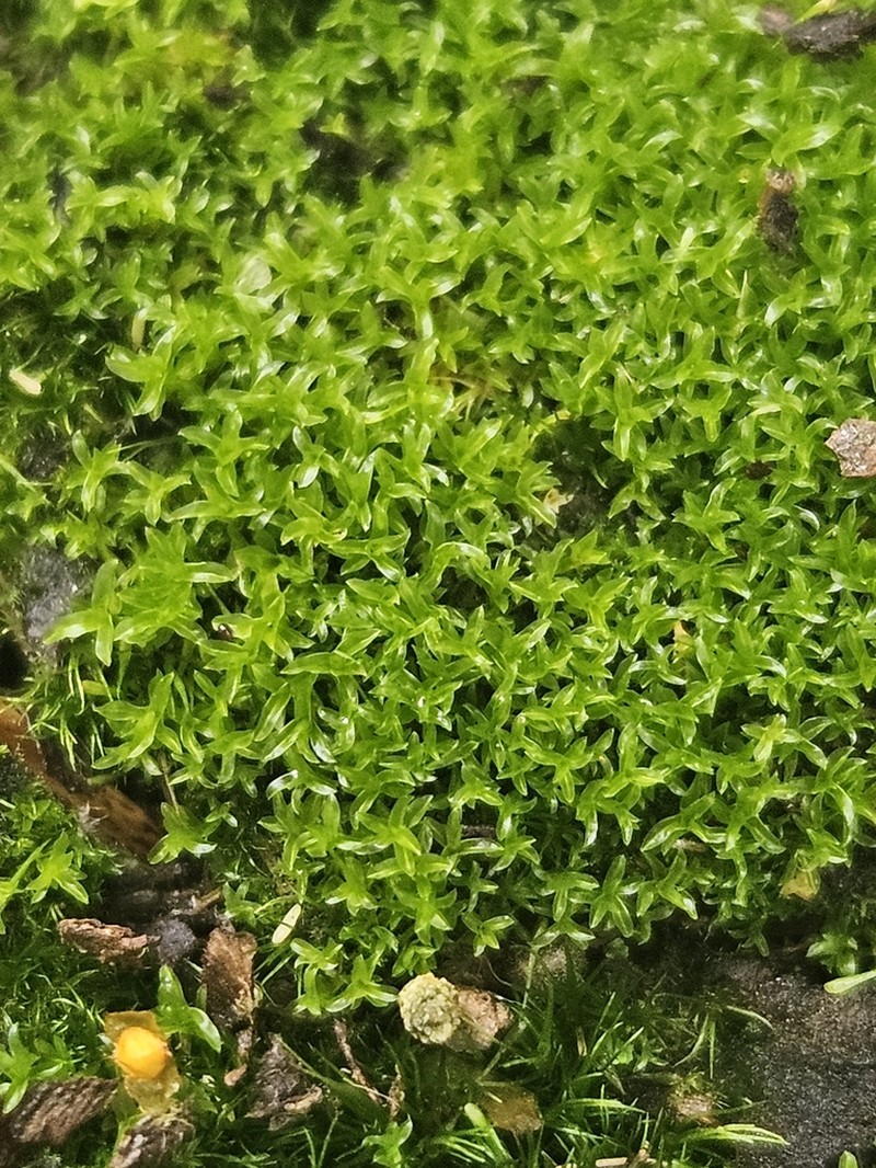 Leptodontium Moss