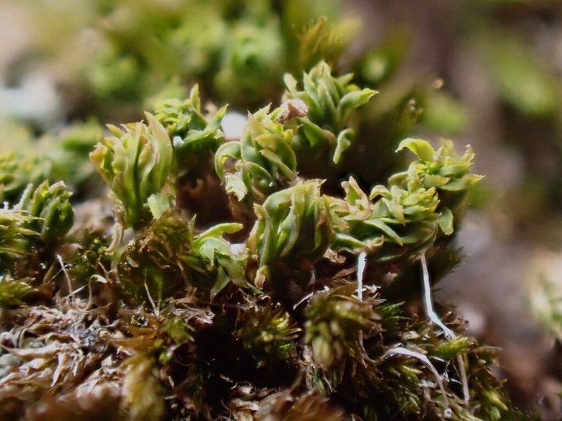 Leptodontium Moss photo 2