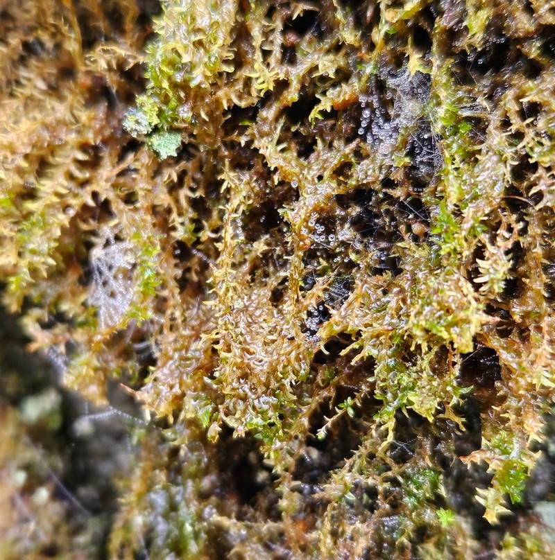 Leptodontium Moss photo 3
