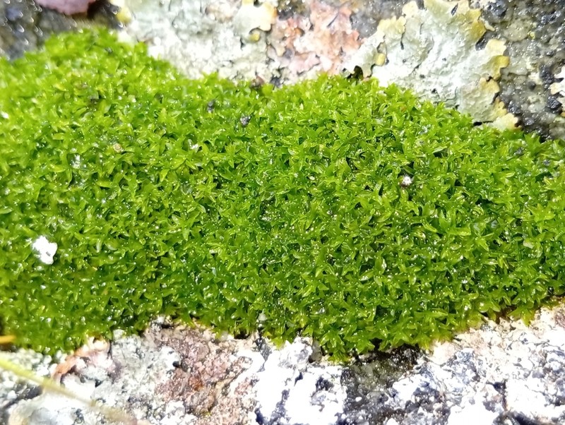 Leptodontium Moss photo 4