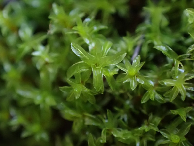 Leptodontium Moss photo 5