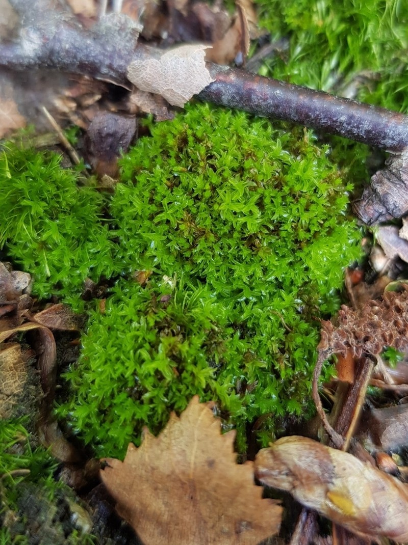 Leptodontium Moss photo 6