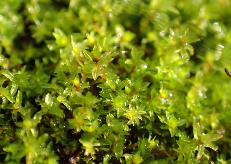 Leptodontium Moss photo 7