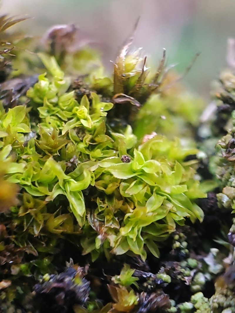 Leptodontium Moss photo 8