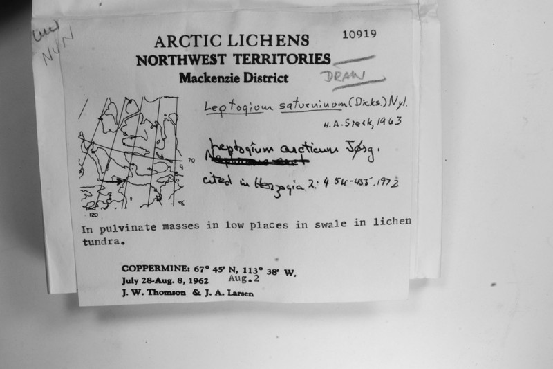 Arctic Skin Lichen photo 2