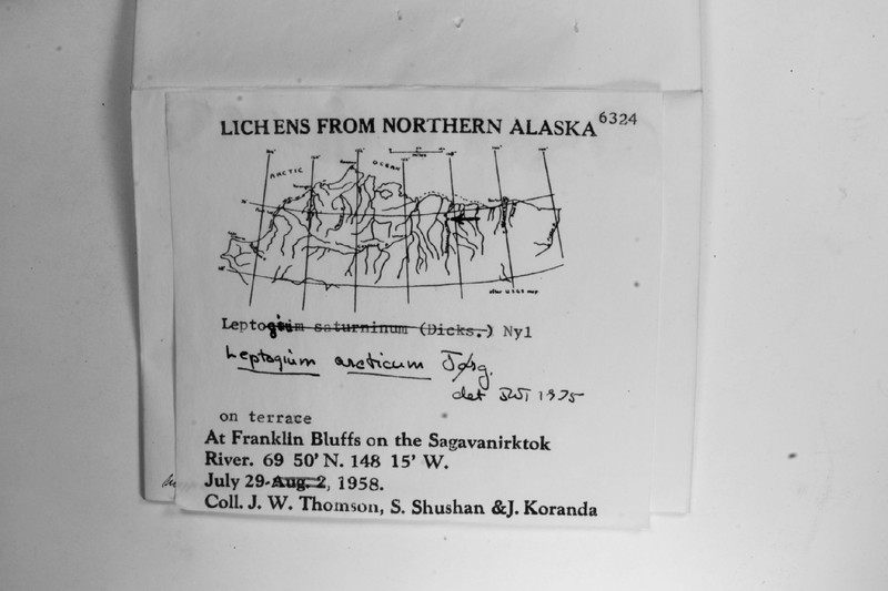 Arctic Skin Lichen photo 3